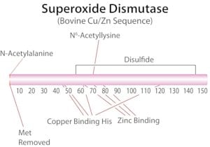 Merck SUPEROXIDE DISMUTASE, BOVINE