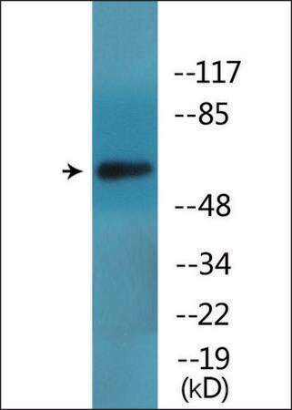 Merck Anti-phospho-ICAM-1 (pTyr512) antibody produced in rabbit
