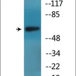 Merck Anti-phospho-ICAM-1 (pTyr512) antibody produced in rabbit