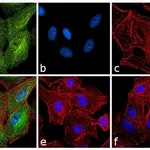 Thermo Fisher Scientific Goat anti-Rat IgG (H+L) Secondary Antibody, FITC