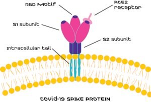 Merck SARS-CoV-2 Receptor Binding Domain