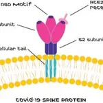 Merck SARS-CoV-2 Receptor Binding Domain
