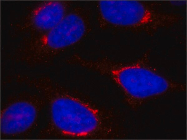 Merck Anti-TGN46 antibody, Mouse monoclonal