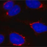 Merck Anti-TGN46 antibody, Mouse monoclonal