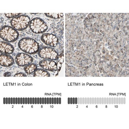 Merck Anti-LETM1 antibody produced in rabbit