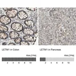 Merck Anti-LETM1 antibody produced in rabbit