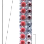 Merck LECTIN FROM PEANUT-ARACHIS HYPOGAEA
