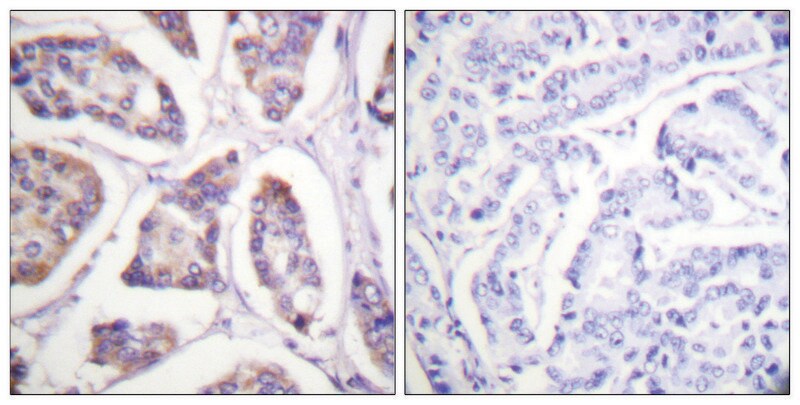 Merck Anti-Vinculin antibody produced in rabbit