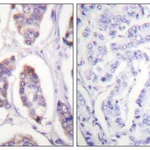 Merck Anti-Vinculin antibody produced in rabbit