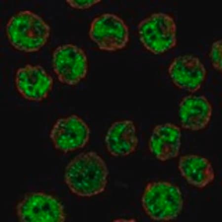 Merck Anti-CIITA antibody produced in rabbit