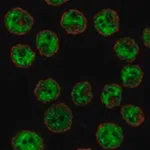 Merck Anti-CIITA antibody produced in rabbit