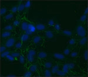 Merck MOUSE MONOCLONAL ANTI-CELLULAR