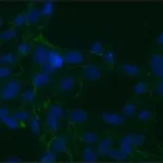 Merck MOUSE MONOCLONAL ANTI-CELLULAR