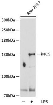 Merck ANTI-INOS ANTIBODY PRODUCED IN RABBIT