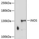 Merck ANTI-INOS ANTIBODY PRODUCED IN RABBIT
