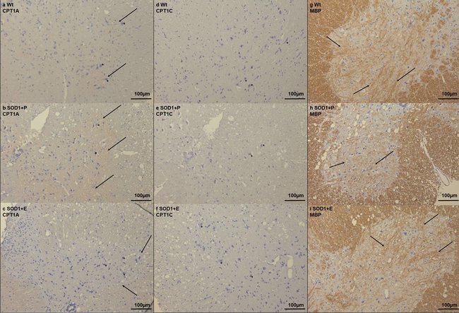 Thermo Fisher Scientific Goat anti-Rat IgG1 Secondary Antibody, HRP
