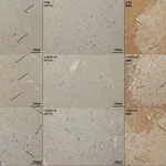 Thermo Fisher Scientific Goat anti-Rat IgG1 Secondary Antibody, HRP