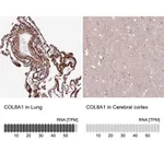 Merck Anti-COL8A1 antibody produced in rabbit