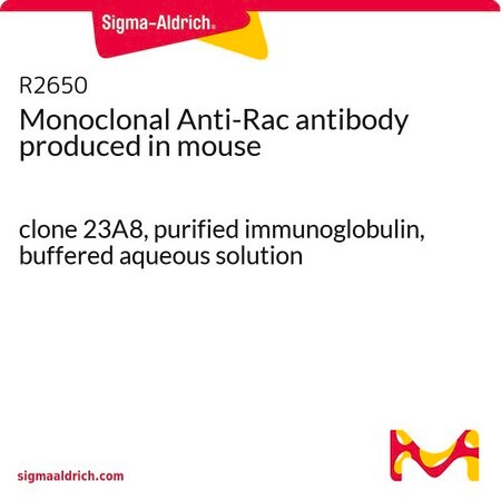 Merck Monoclonal Anti-Rac antibody produced in mouse