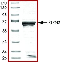 Merck PTPN2, ACTIVE, GST TAGGED, HUMAN