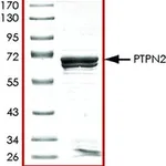 Merck PTPN2, ACTIVE, GST TAGGED, HUMAN