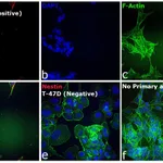 Thermo Fisher Scientific Donkey anti-Mouse IgG (H+L) Highly Cross-Adsorbed Secondary Antibody, Alexa Fluor Plus 594