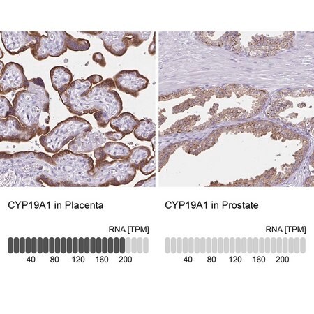 Merck Anti-CYP19A1 antibody produced in rabbit