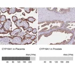 Merck Anti-CYP19A1 antibody produced in rabbit