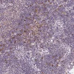 Merck Anti-CD1E antibody produced in rabbit