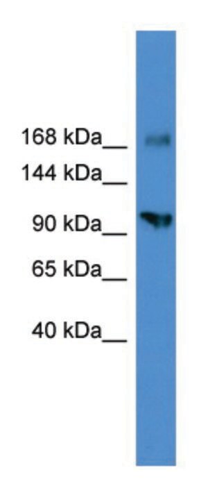Merck ANTI-AXL (C-TERMINAL) ANTIBODY PRODUCED