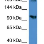 Merck ANTI-AXL (C-TERMINAL) ANTIBODY PRODUCED