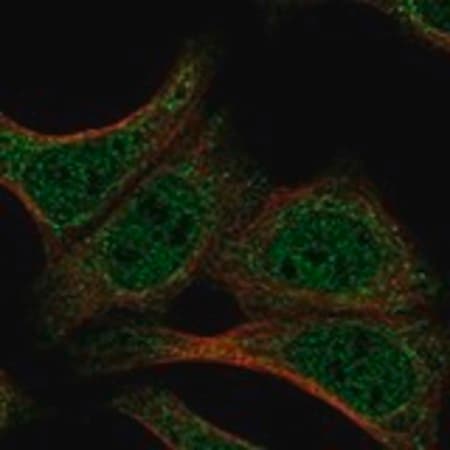 Merck Anti-DND1 antibody produced in rabbit