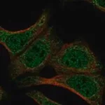 Merck Anti-DND1 antibody produced in rabbit