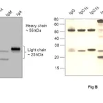 Thermo Fisher Scientific Goat anti-Human IgG (H+L) Superclonal Secondary Antibody