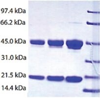 Merck HAPTOGLOBIN,(PHENOTYPE2-2)HUMAN PLASMA