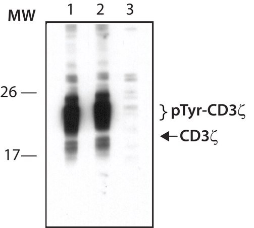 Merck Anti-phospho-CD3zeta (pTyr142) antibody produced in rabbit