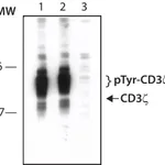 Merck Anti-phospho-CD3zeta (pTyr142) antibody produced in rabbit