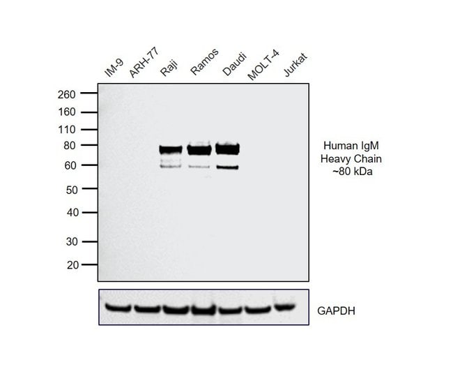Thermo Fisher Scientific Goat anti-Human IgM (Heavy chain) Cross-Adsorbed Secondary Antibody, HRP