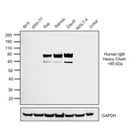Thermo Fisher Scientific Goat anti-Human IgM (Heavy chain) Cross-Adsorbed Secondary Antibody, HRP