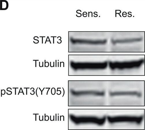 Merck Anti-phospho-STAT3 (pTyr705) antibody produced in rabbit