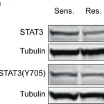 Merck Anti-phospho-STAT3 (pTyr705) antibody produced in rabbit
