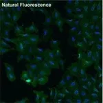 Thermo Fisher Scientific Goat anti-Rabbit IgG (H+L) Secondary Antibody, DyLight 550
