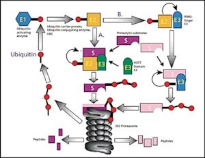 Merck UBIQUITIN HUMAN, >=95% (SDS-PAGE)&