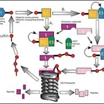 Merck UBIQUITIN HUMAN, >=95% (SDS-PAGE)&