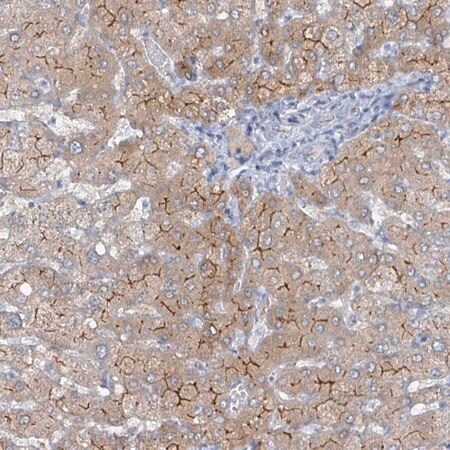 Merck Anti-GAMT antibody produced in rabbit