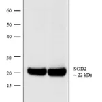 Thermo Fisher Scientific Chicken anti-Mouse IgG (H+L) Cross-Adsorbed Secondary Antibody, Biotin