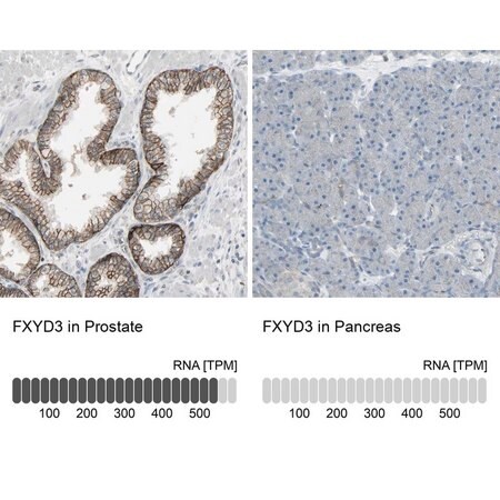 Merck Anti-FXYD3 antibody produced in rabbit