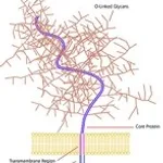 Merck MUCIN TYPE I-S