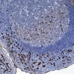 Thermo Fisher Scientific Rabbit anti-Human IgA1 Recombinant Secondary Antibody
