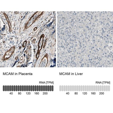 Merck Anti-MCAM antibody produced in rabbit